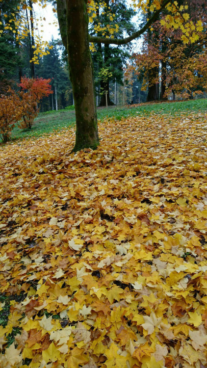 i love autumn