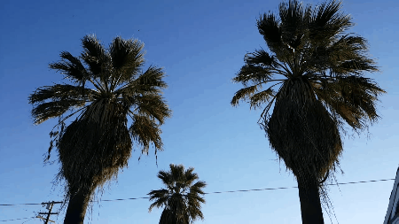 kiingsupreme:  Windy Day