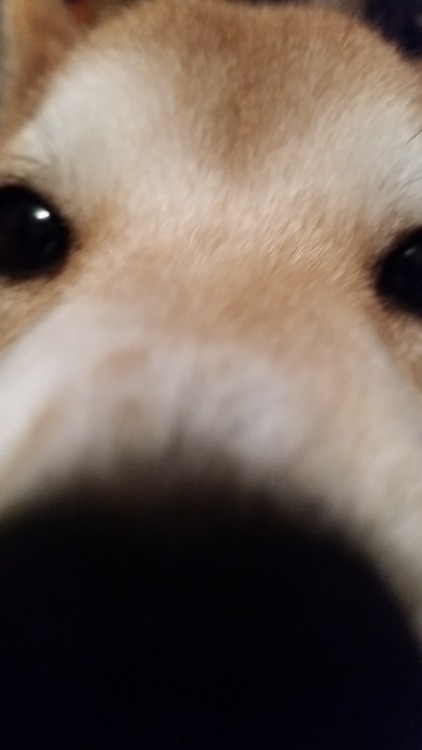 up close and personal with my first shiba!