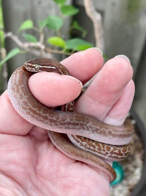 (Picture from Lindsay at Laurelborn Serpentry). My new baby! Her breeder sent me a few pictures toni