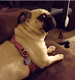 greatybuzz:  10 Dogs Who Can’t Deal With Awkward Situations…LMA0!!!