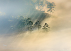 morethanphotography:  rays and foggy forest( color version) by KhangDuong