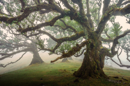 the laurisilva forest in madeira (x, x) (#)