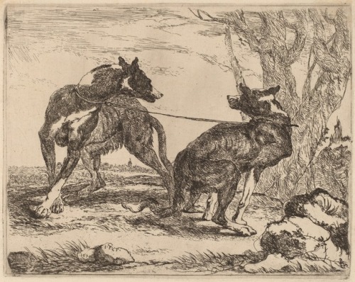 beautiful-belgium:Jan Fyt - Two Greyhounds, Leashed and Facing Each Other (1640)