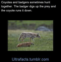 ultrafacts:Food Habits: Coyotes sometimes form “hunting partnerships” with badgers. Because coyotes aren’t very effective at digging rodents out of their burrows, they chase the animals while they’re above ground. Badgers do not run quickly, but