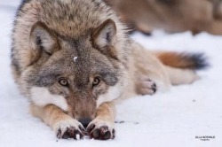 Stop Killing Wolves!