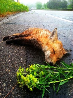 eclecticpandas:  man found a dead fox lying in the street?  read about it here and see what happened next.  So heartwarming.