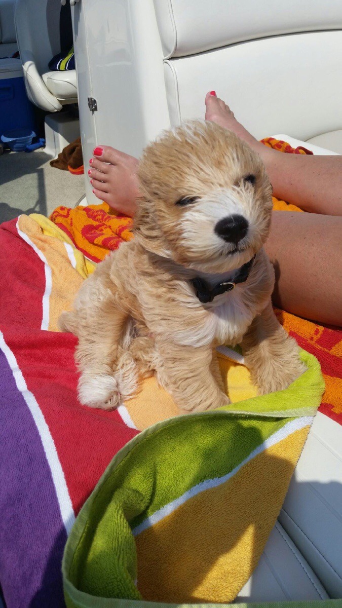 awwww-cute:  My mom’s puppy went out on the boat today. It was a little windy (Source: