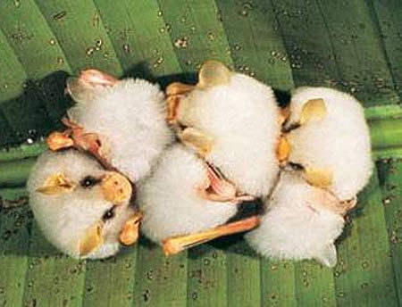 sixpenceee:  The Honduran White Bat is probably one of the cutest species of bat I have ever seen. They are a unique species of fruit-eating bats. They also make “tents” for themselves as in they cut the leaf off a bush. They then fold it over on