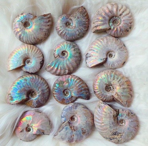 mineraliety:  Dreamy Ammonite via @thecolourfuldot ////// instagram.com/thecolourfuldot  mineraliety