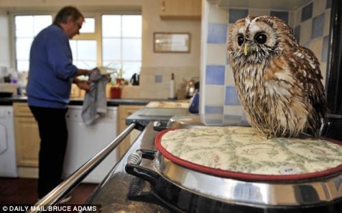 catsbeaversandducks:  Meet Bertie, the owl who is afraid of going outside… and he loves nothing more than helping his owner make a cup of tea! Bertie, the three-year-old tawny owl that is agoraphobic. He shares a farmhouse with his owner Peter Middleton,