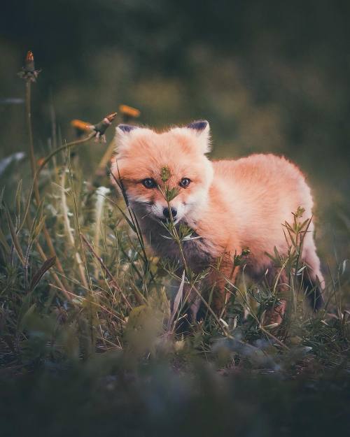 everythingfox:aw my heart ❣Photo by Konsta Punkka@knightofphoenix