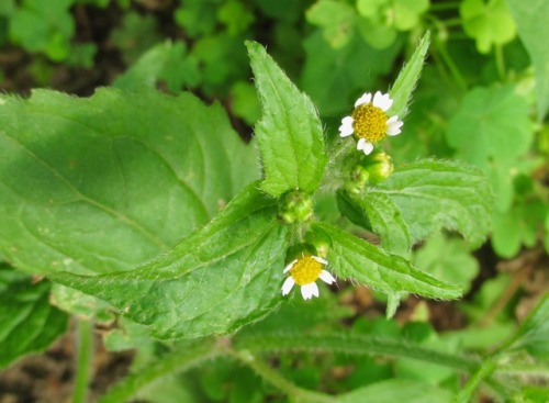 Galinsoga, to us a common weed along streets and in sunny gardens, but in Colombia it is a necessary