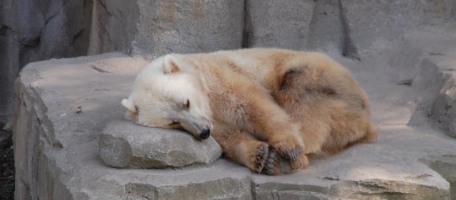 enby-life:I’m here to introduce you to grolar bearsThey’re a mix between polar bears and grizzly bearsIt’s a hybrid that’s occurred both in captivity and in nature, for some reasonThe best part about grolar bears however, is that they’re also