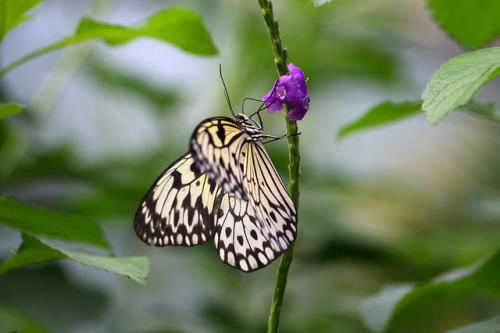 Beautiful Wings on Flickr.