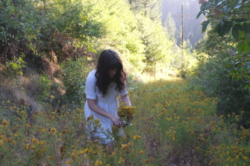 Summertime Folk Tincture of St. John’s Wort Here is a post we did for Free People! We are quit