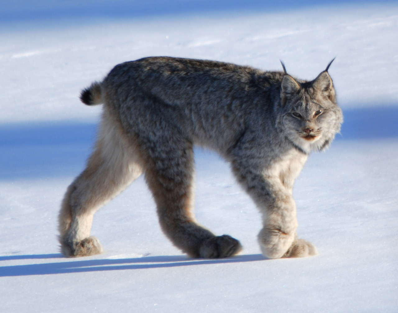 Lynxes crack me up&hellip; i like them quite a bit, but man, look at that weirdo