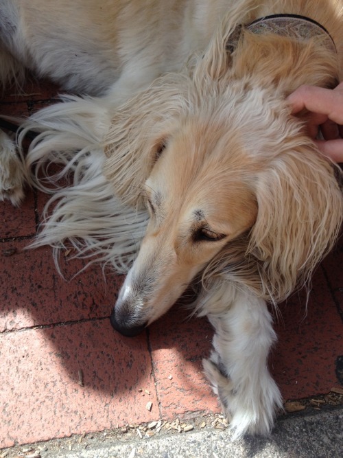 elaphaia:my love + a beautiful gentle saluki we met in town