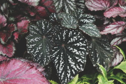 venus-garden:  some of the begonias I saw at the plant market. need to get one, but I don’t want to kill her :(