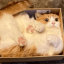 cainkid