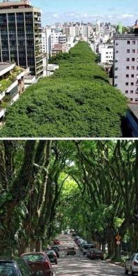 timmybringbackthebuffbody:  Every city in the world should have streets like this - Porto Alegre, Brazil. pic.twitter.com/qBbYp3muIR
