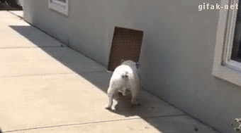 おもしろ かわいい動物動画 動物gifアニメ Gifak Net Video Stubborn Bulldog Won T Drop Flipboard