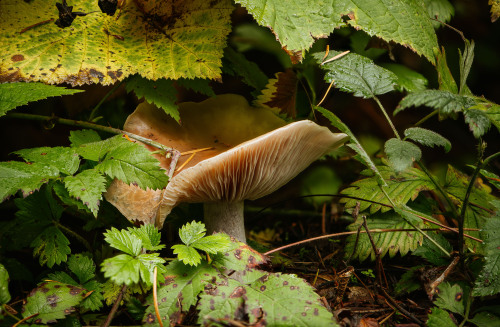 Brown Mushroom