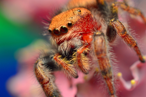 P. Cardinalis - Adult femaleOk, so this is the female Cardinal jumper that I talked about in my last