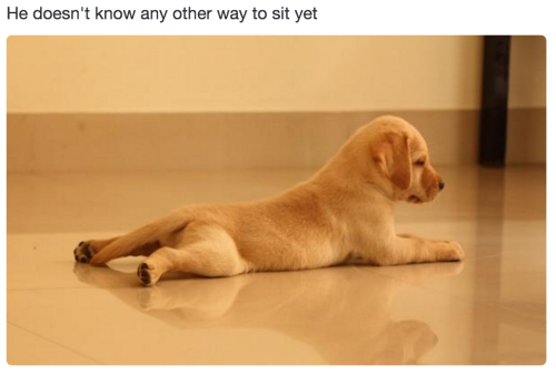 babyanimalpic: Love baby animals? You will love this blog!