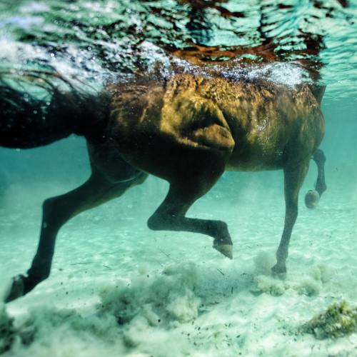 fyeahmainer: kurtarrigo: Cooling off #Seahorse #summer #heat I will always love this.