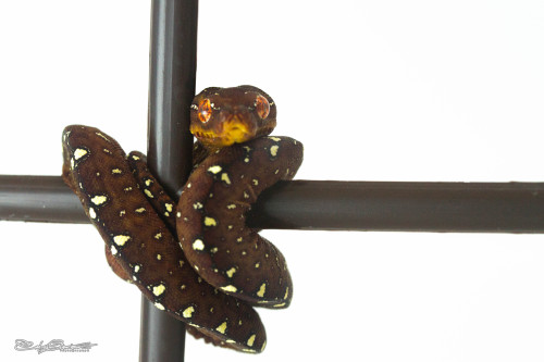 slitheringscales:it has been a while since my last post but i’ll try to be more active from now on !
