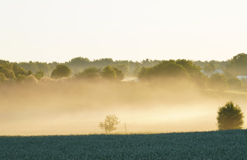 Fields of green and gold.