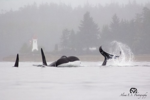 alenaesphotography: I just had a whale of a time with the A4 pod of Northern Resident Orcas near Bel
