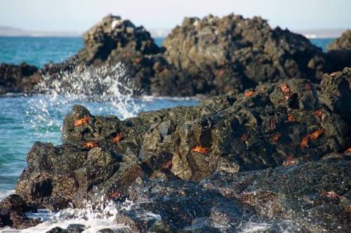 Operating a Galapagos VolcanoThe Galapagos Islands were created by volcanoes; igneous rocks, formed 