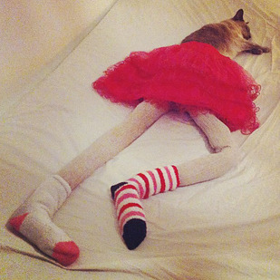buzzfeed:  This is Gucci, the cat that wears tights better than most people. You can follow her here.