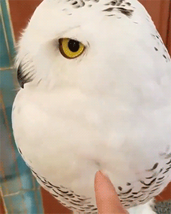 Super fluffy owl