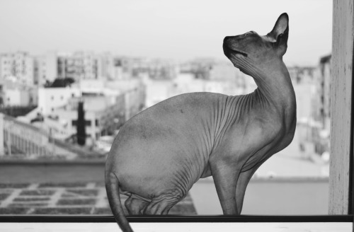 sphynx