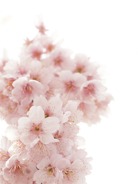 prettylittleflower:  椿寒桜 by Polotaro on Flickr. 