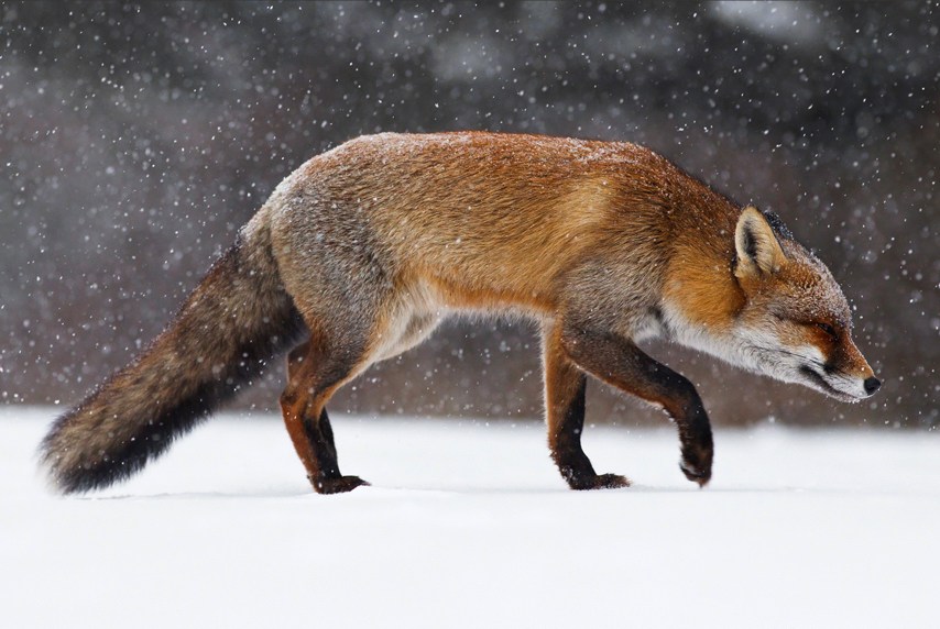 nubbsgalore:  les animaux en hiver, part two. photos by greg schneider, daniel parent,