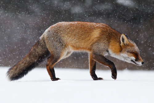 nubbsgalore:  les animaux en hiver, part two. photos by greg schneider, daniel parent, christopher dodds, michael cummings, roeselien raimond, michelle valberg and dan kitwood (see also: part one and birds)  