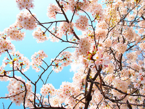 Spring pink. by G O L D T O P on Flickr.