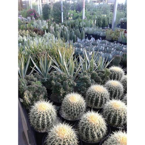 Cacti Shopping Tdy  ▫▫▫▫▫▫▫▫ •≪≫≪≫♎≪≫ ≪≫♎≪≫≪≫• ▫▫▫▫▫▫▫▫▫▫▫▫▫▫▫▫▫▫▫▫ CactusLADY #cactus #greenbabies 