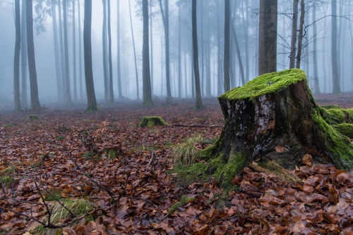 Nebelwald by Olaf Schmidtke