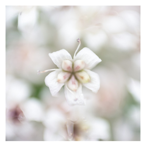 anaisangotphoto: In the greenhouses of the botanical garden…