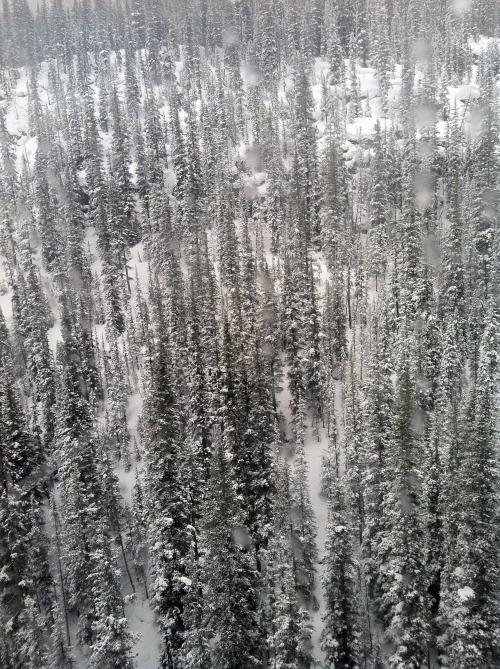 Sunshine Village march 2013