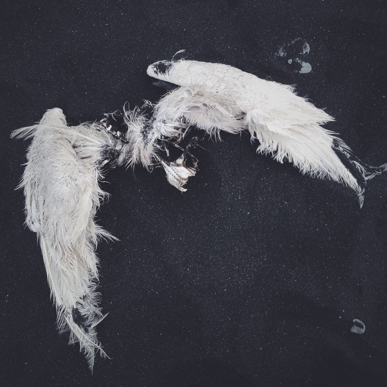 lykanthea:  From a dark beach in Iceland. 