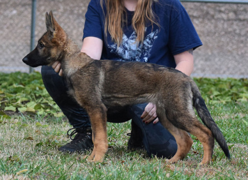 Brazen vom Dakonic “Kaiju” at 15 weeks old I just love this pup!