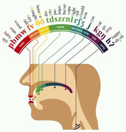 asapscience:  This is how your mouth pronounces