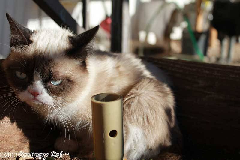 tardthegrumpycat:  The Daily Grump | January 25, 2013