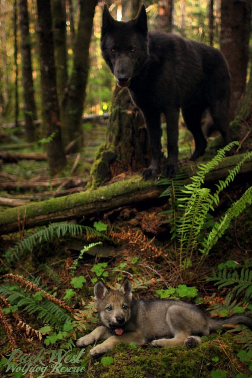 meriad:  naturepunk: Took the wolfdogs out to the woods today. I feel like I captured a scene from a
